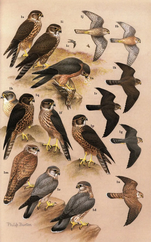 Raptors of the World - A Field Guide - James Ferguson-Lees 2005